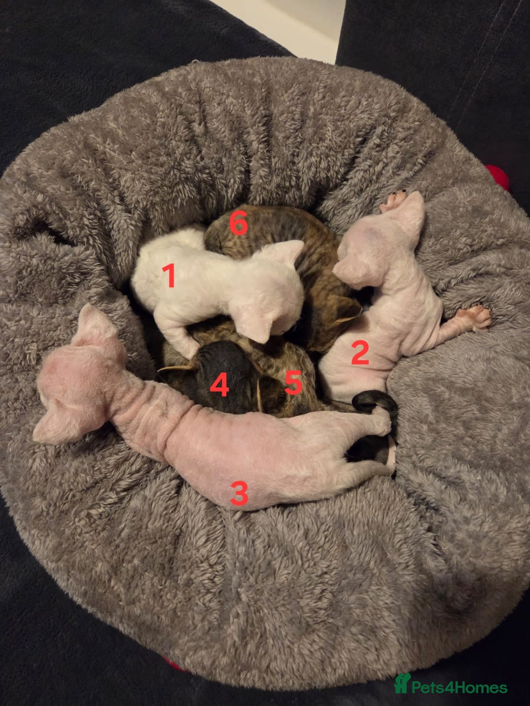 Devon Rex cats for sale: ✨ Beautiful Devon Rex Kittens – GCCF Registered ✨ - Advert 6