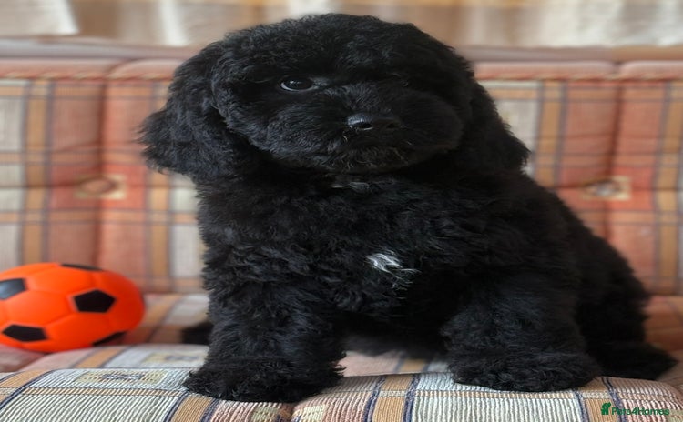 Cavapoo dogs - Advert 5