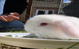 Mini Lop rabbits for sale: Baby Mini Lops - Image 6