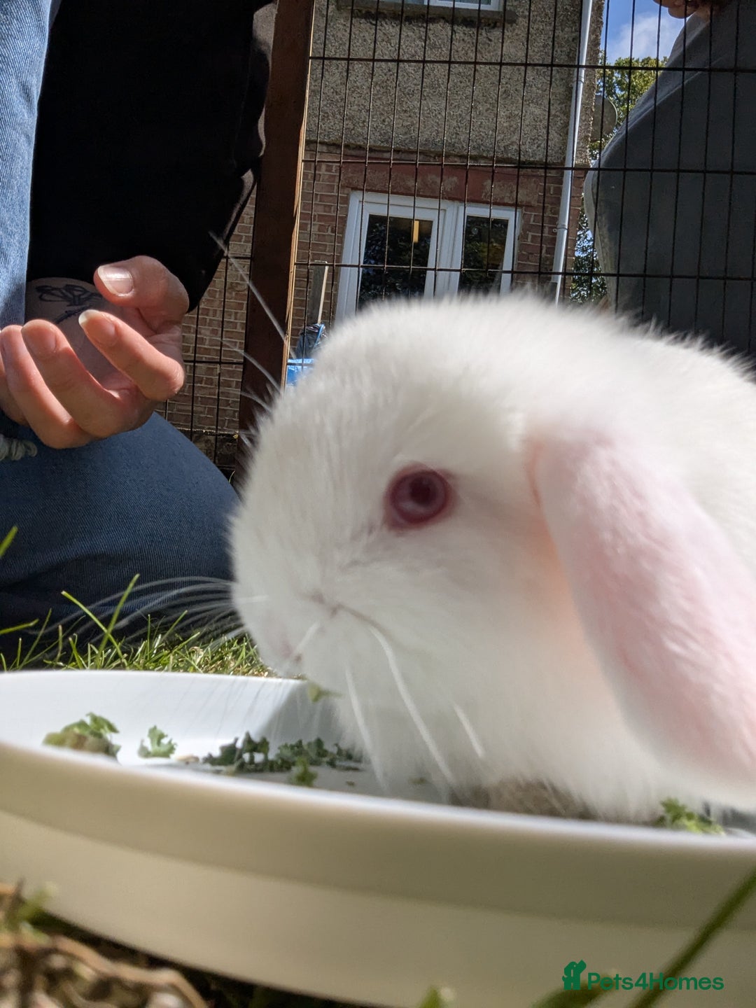 Mini Lop rabbits for sale: Baby Mini Lops - Image 6