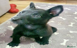 Belgian Shepherd Dog dogs for sale: Female belgian malinois  - Image 2