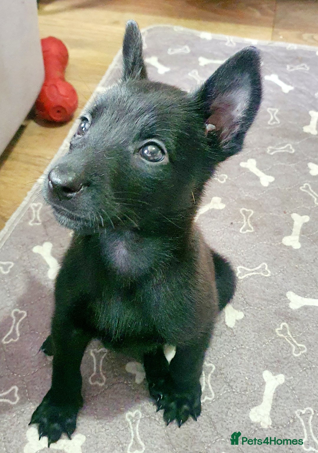 Belgian Shepherd Dog dogs for sale: Female belgian malinois  - Image 2