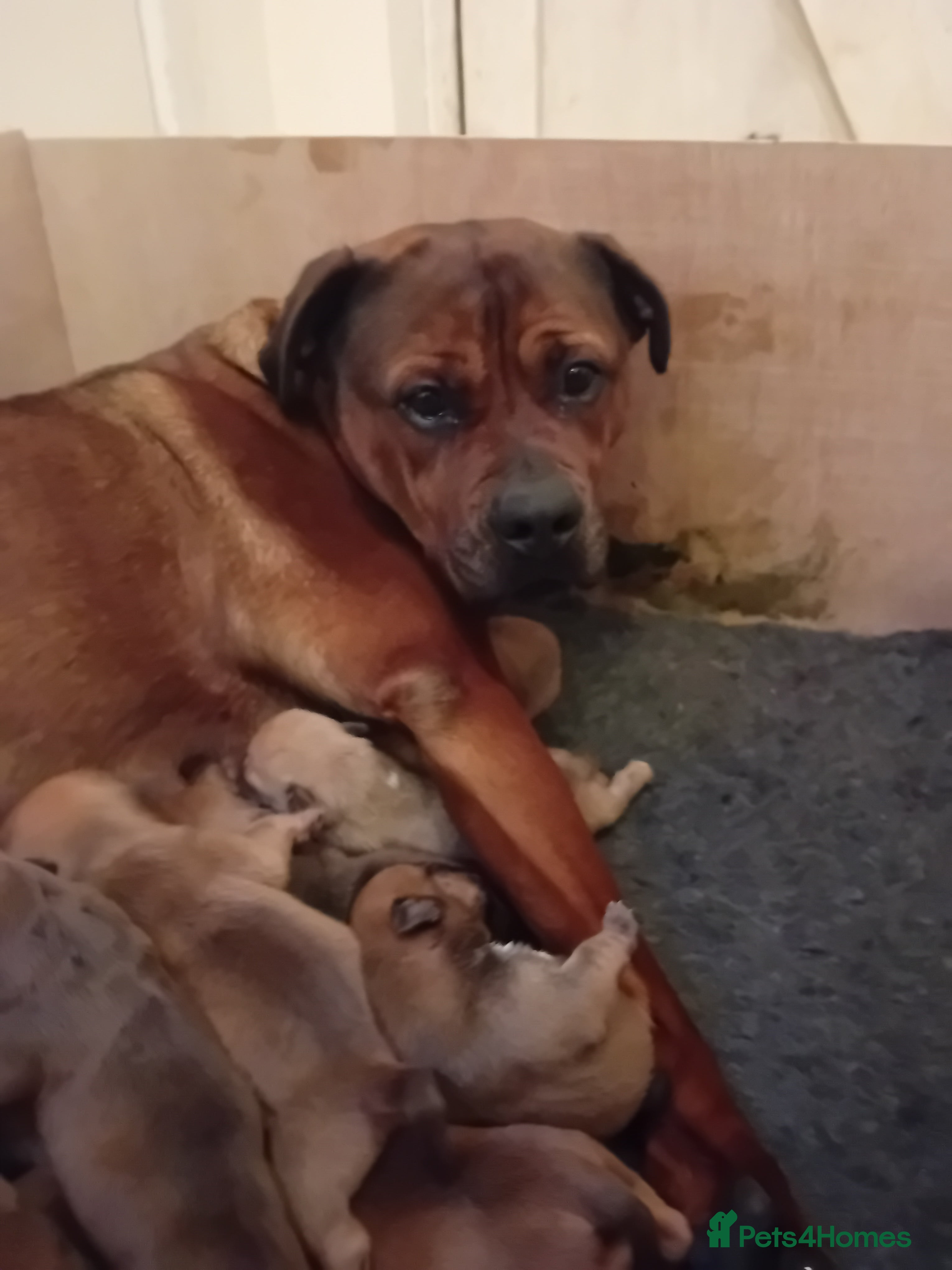 English Bulldog dogs Beautiful bulldog x rotty mastiff - Advert 5