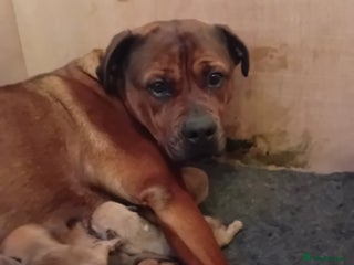 English Bulldog dogs Beautiful bulldog x rotty mastiff - Advert 1