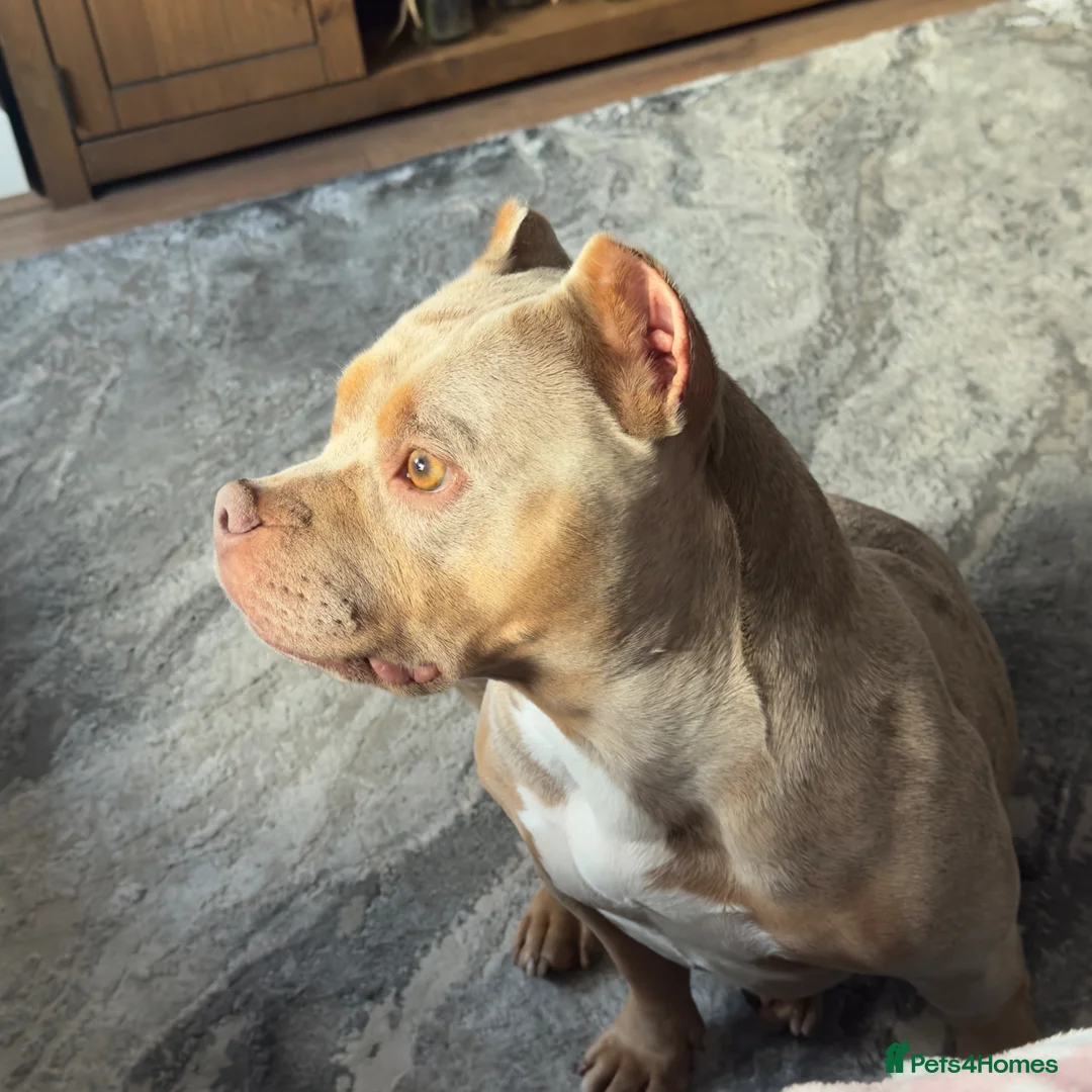 American Bully dogs for sale: Female pocket bully  - Advert 1