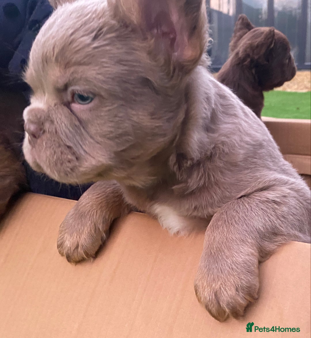 French Bulldog dogs for sale: READY TO LEAVE THIS WEEKEND FLUFFY FRENCH BULLDOGS - Advert 11