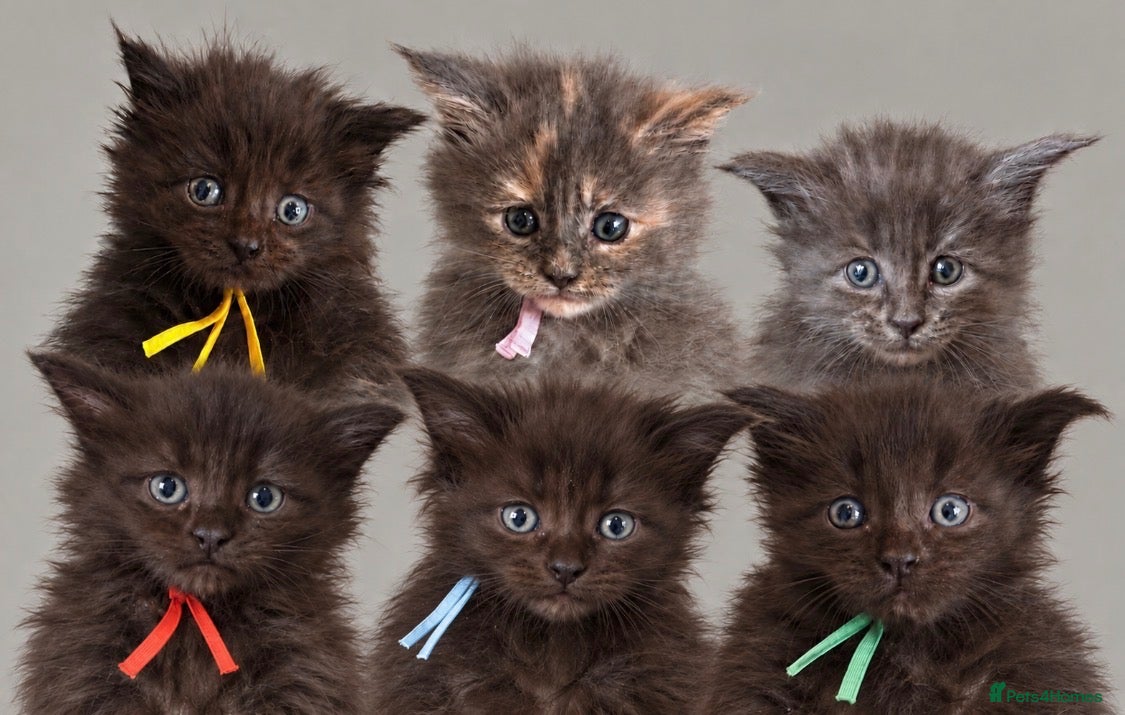 Maine Coon cats 🐾 FINAL ONE  -MAINE COON KITTENS 🐾 - Advert 1