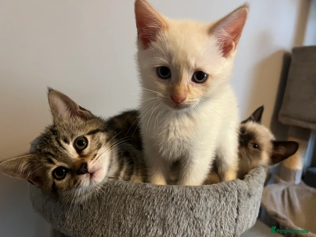 Mixed Breed cats for sale: Mixed Kittens - Advert 14