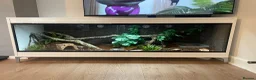 Boa Snake reptiles for sale: isle de maize dwarf boa+ vivarium in West Bromwich - Advert 10