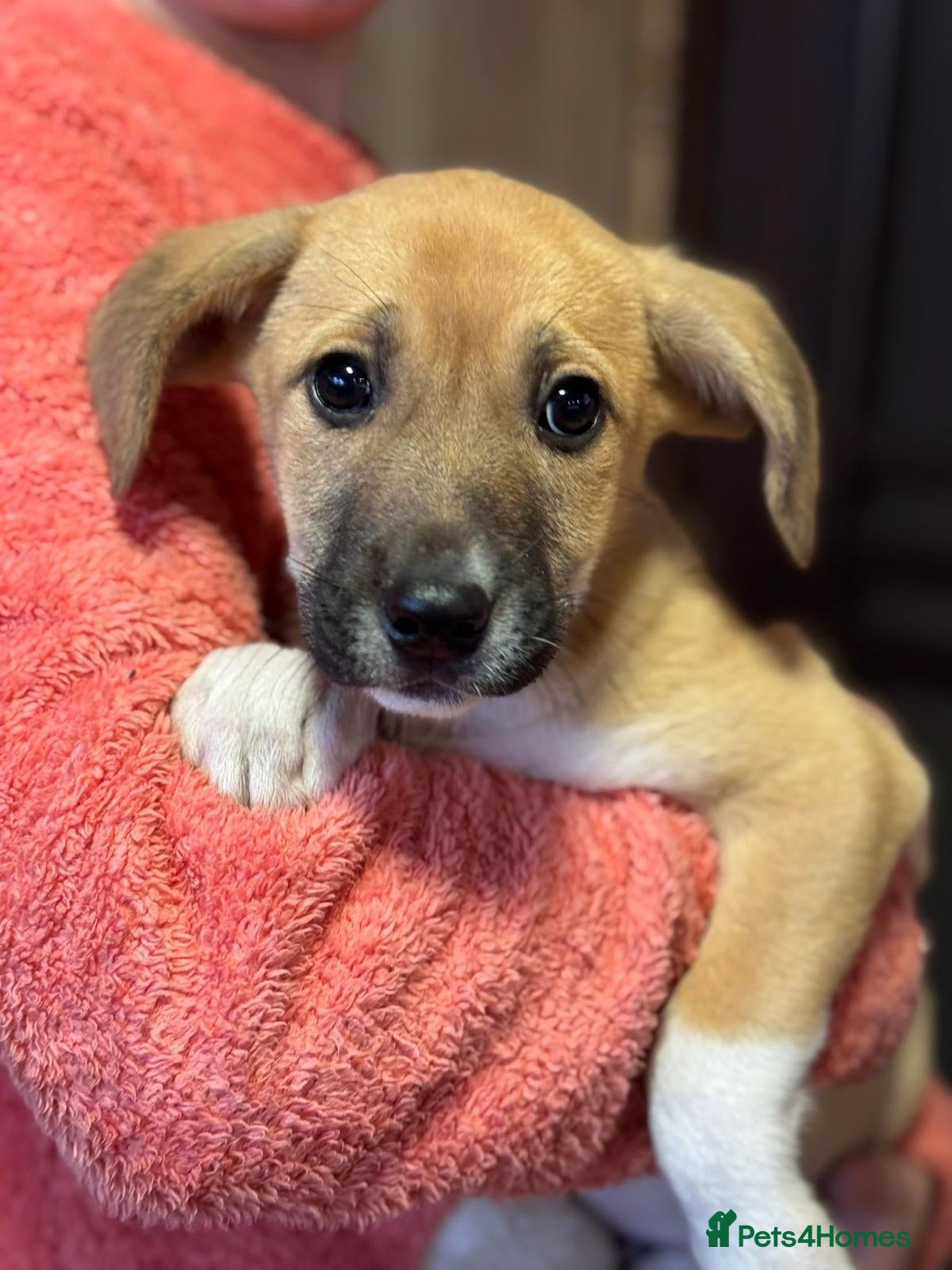 Mixed Breed dogs JERRY – a Golden-Hearted Boy with a Playful Spirit - Advert 3