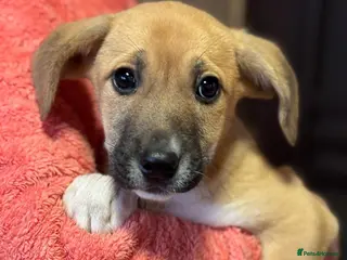 Mixed Breed dogs JERRY – a Golden-Hearted Boy with a Playful Spirit - Advert 3