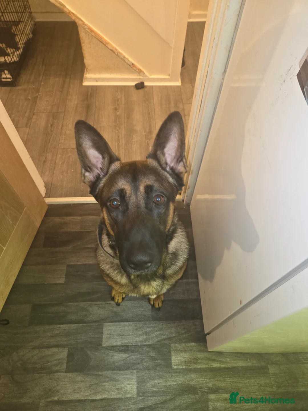 Belgian Shepherd Dog dogs for sale: Male Belgian mali in Rotherham - Advert 1