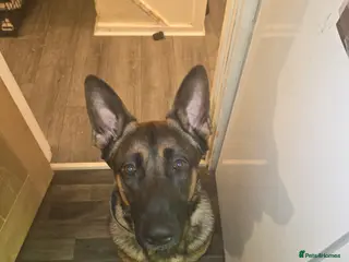 Belgian Shepherd Dog dogs Male Belgian mali in Rotherham - Advert 3