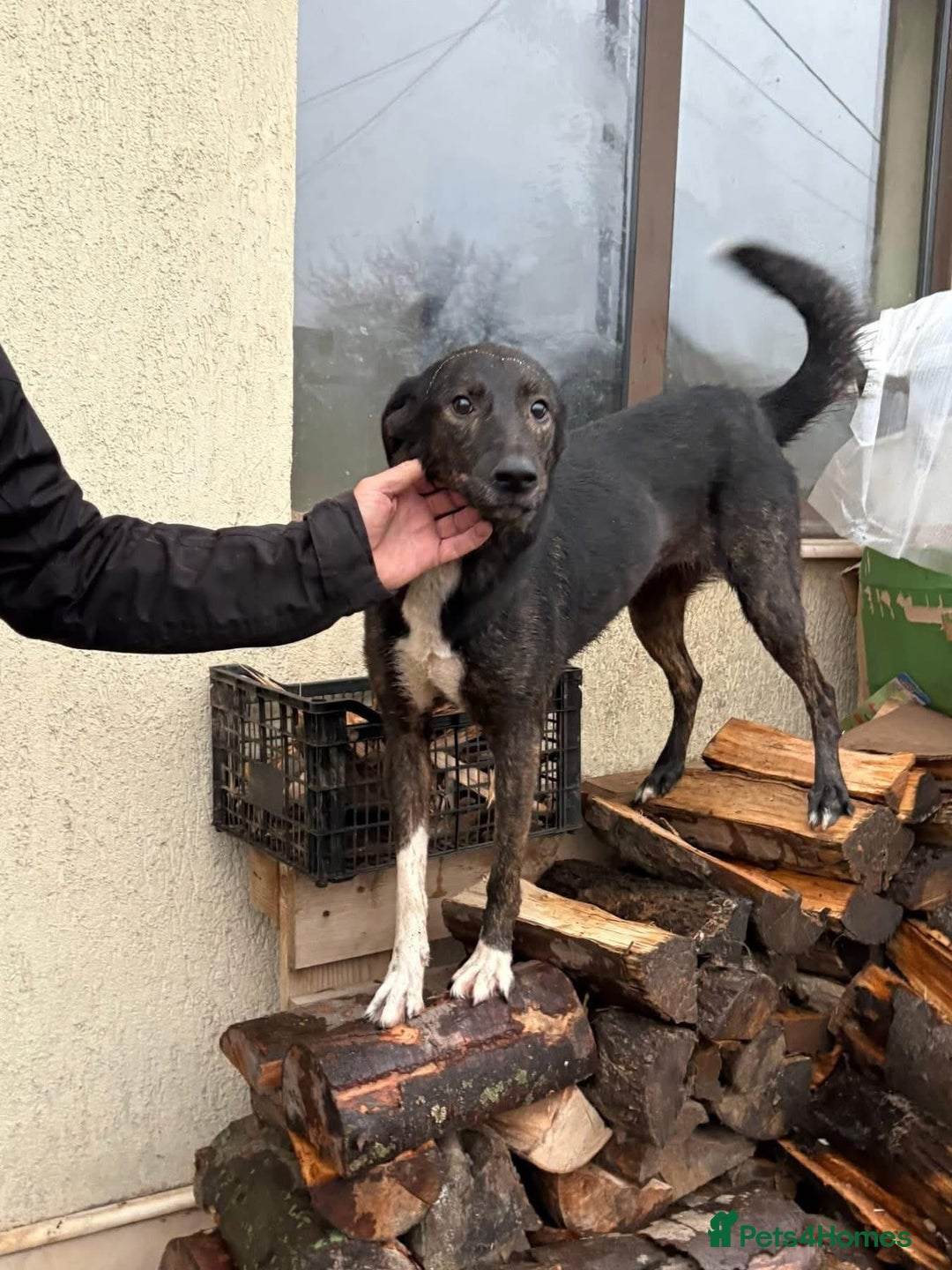 Mixed Breed dogs for adoption: Bonnie (Bokri) Norwich Norfolk  - Advert 12