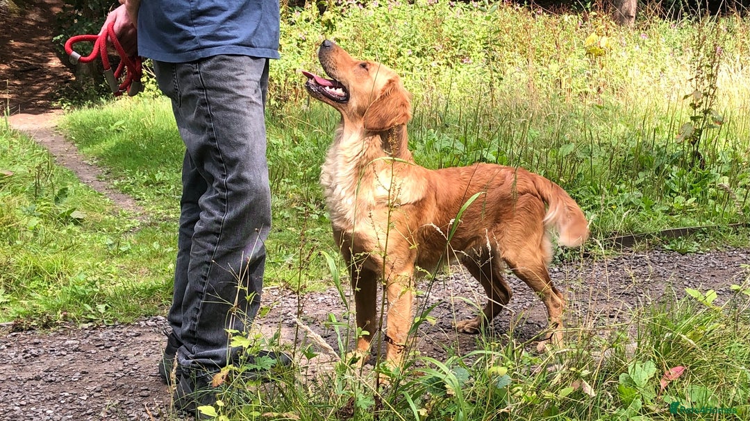Golden Retriever dogs for sale: Robin Fully Trained KC Reg Golden Retriever - Image 1
