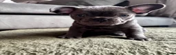 French Bulldog dogs for sale: French bulldogs Premium Quality, Home Raised, - Advert 8