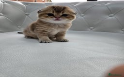 Scottish Fold cats for sale: Golden Scottish fold kittens - Image 5