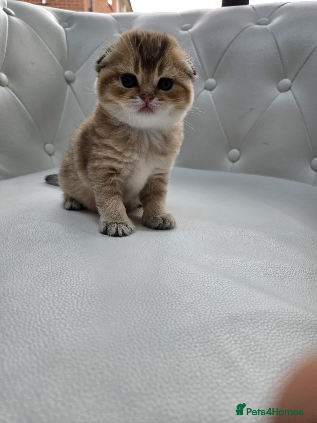 Scottish Fold cats for sale: Golden Scottish fold kittens - Image 5