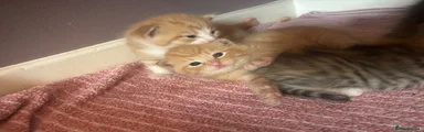 Turkish Van Kitten 1