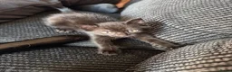 Mixed Breed cats for sale: Three black male kittens - Advert 6