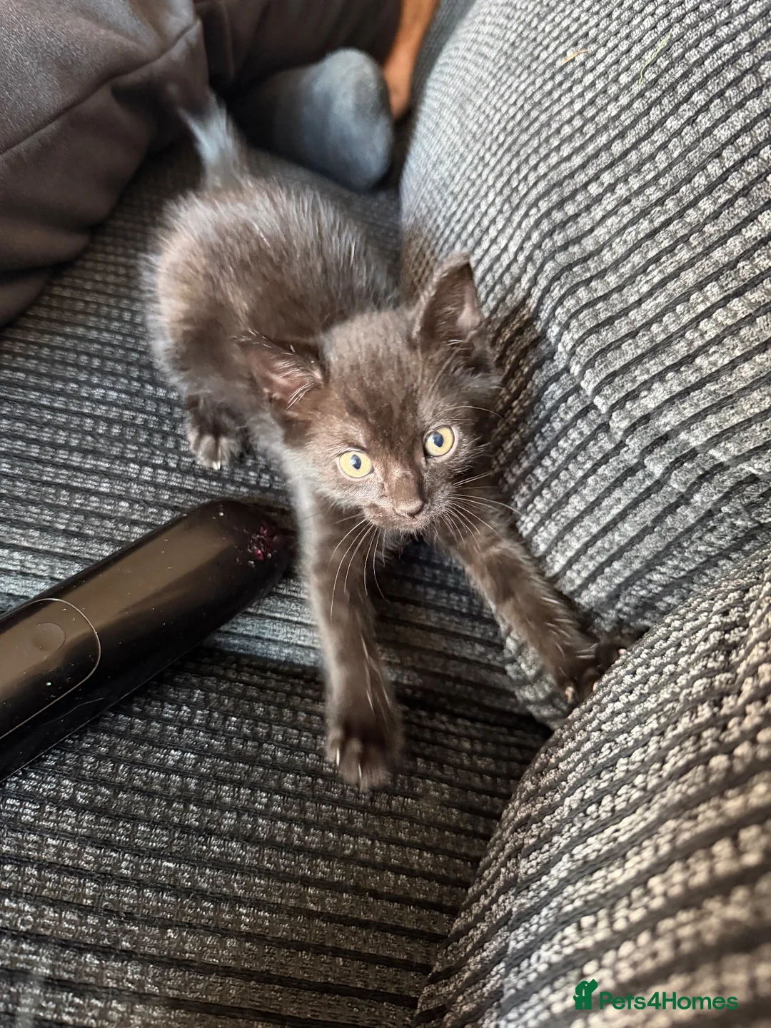 Mixed Breed cats for sale: Three black male kittens - Advert 6