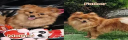 Pomeranian dogs for sale: 🐾 Pomeranian Puppies only one boy left🐾❤️ - Advert 10
