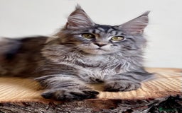 Maine Coon cats for sale: Beautiful pure bread Maine Coon kittens - Image 14
