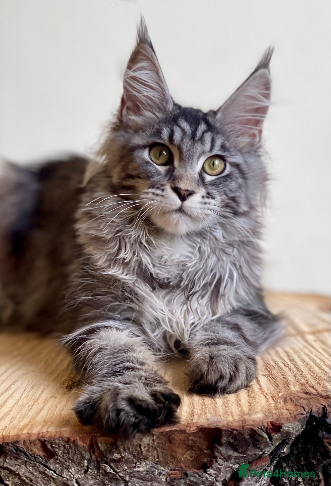 Maine Coon cats for sale: Beautiful pure bread Maine Coon kittens - Image 14