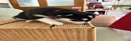 Siberian Husky dogs for sale: Adorable Siberian huskies  in Saint Helens - Advert 16