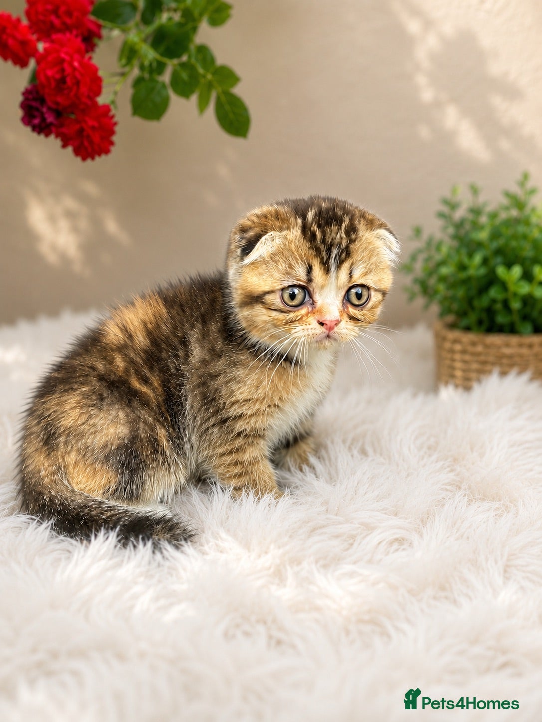 Scottish Fold cats 🥰Purebred Scottish fold looking for a home ❤️🐾 - Advert 3