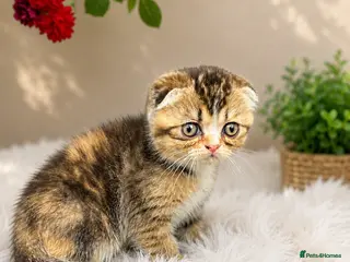 Scottish Fold cats 🥰Purebred Scottish fold looking for a home ❤️🐾 - Advert 3