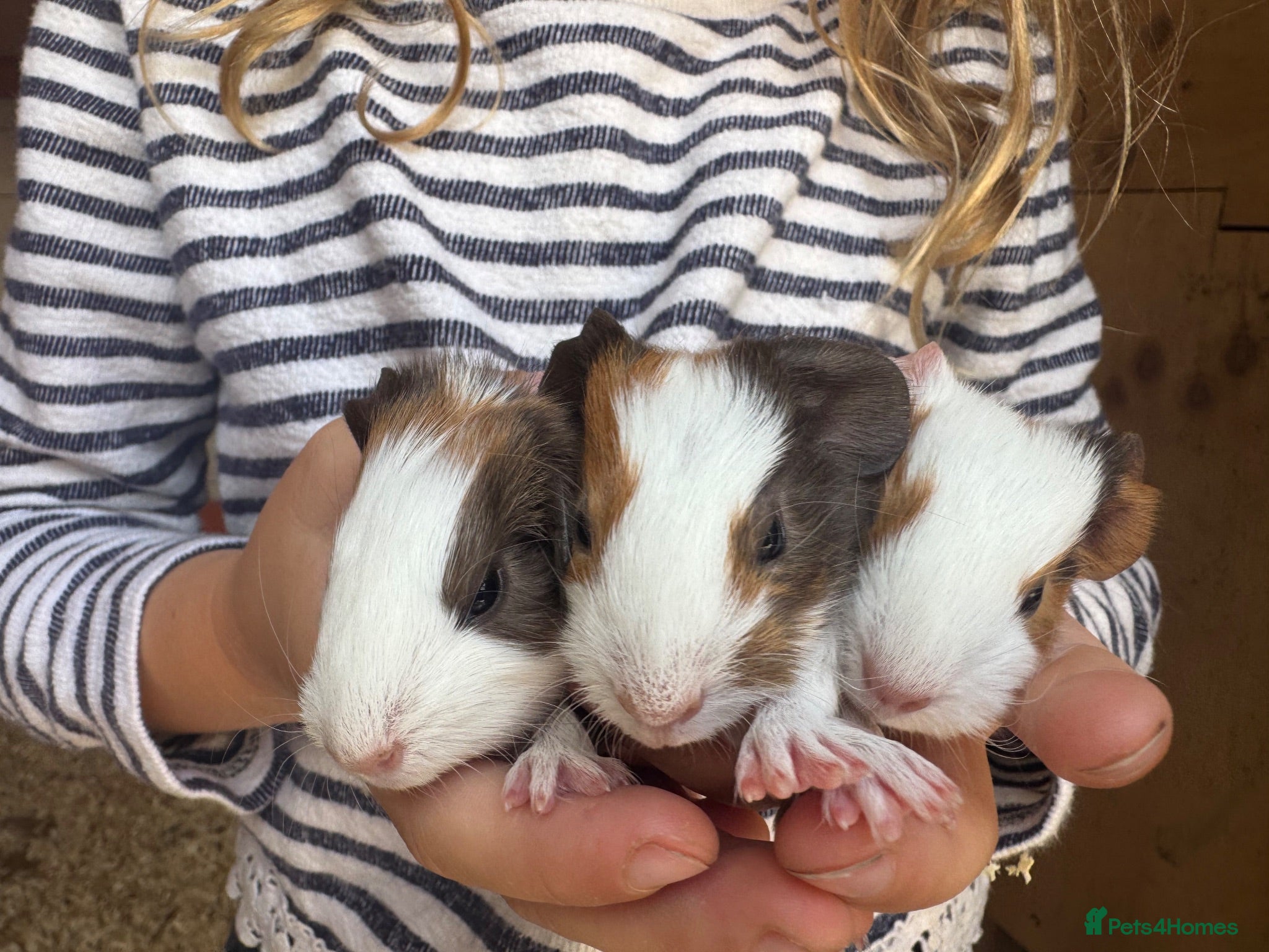 Guinea Pig rodents Boar guinea pigs - Advert 1