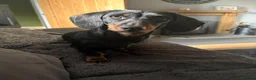 Miniature Dachshund dogs for sale: Miniature Dachshund - Advert 12
