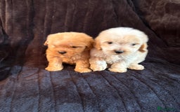 Cavapoo dogs for sale: 💙 TOY CAVAPOO 💙 - Image 6