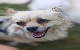 Pekingese dogs for adoption: 💖🐶 ROSA 🐶💖 - Image 14