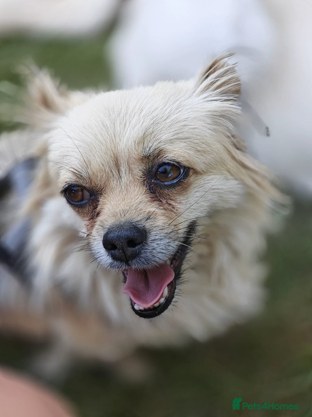 Pekingese dogs for adoption: 💖🐶 ROSA 🐶💖 - Image 14