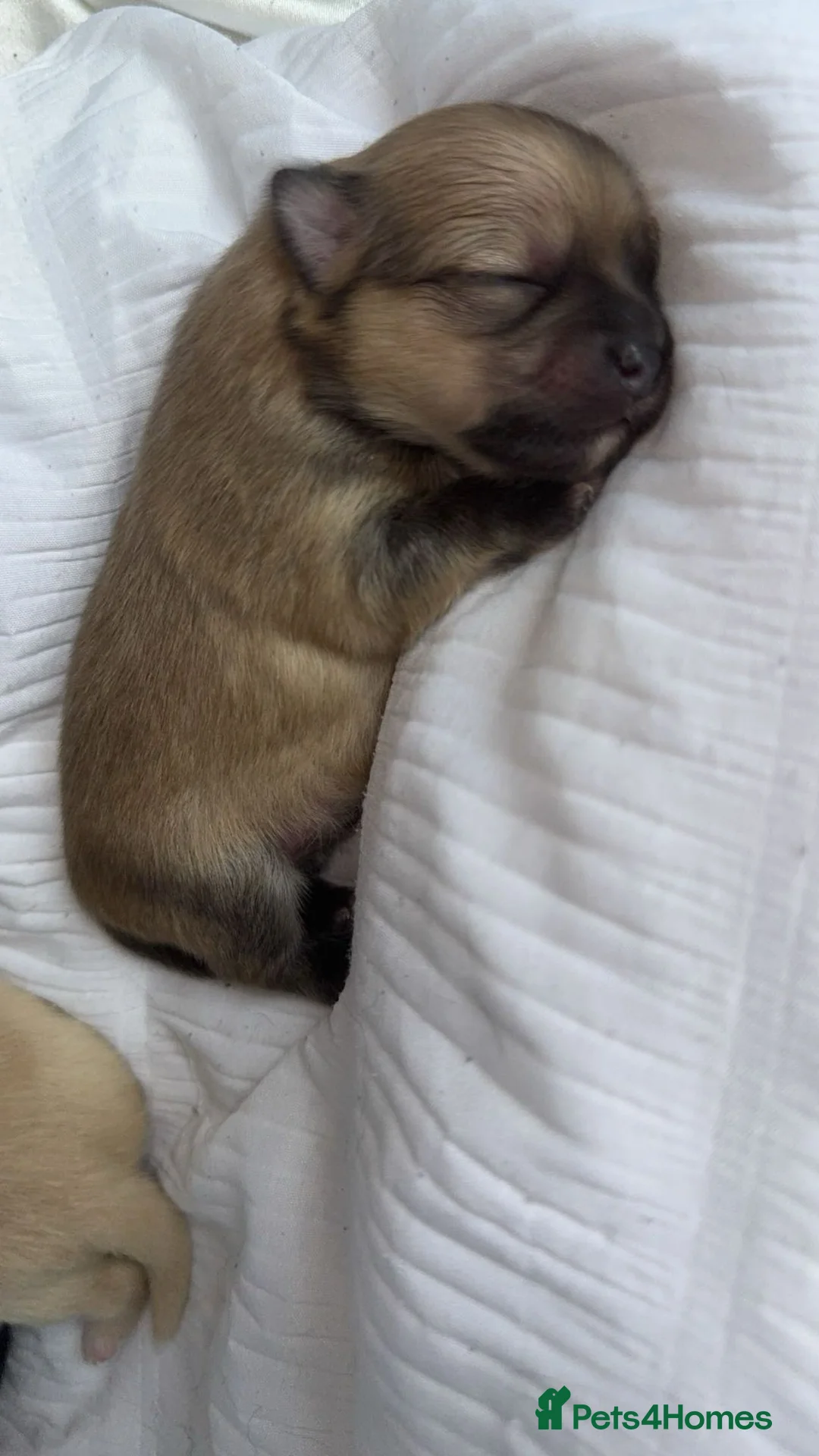 Pomchi dogs for sale: 🎀Pomchi puppies🎀 - Advert 7