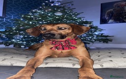 Rhodesian Ridgeback dogs for sale: Outstanding Rhodesian Ridgeback Puppies 🦁 - Image 17