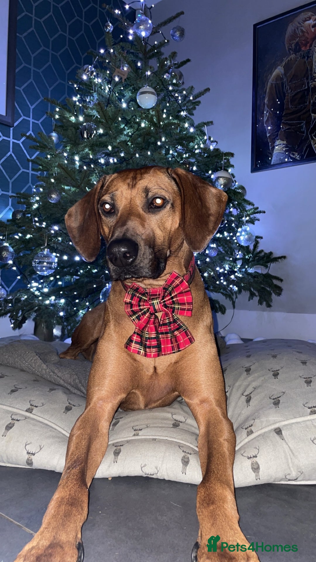 Rhodesian Ridgeback dogs for sale: Outstanding Rhodesian Ridgeback Puppies 🦁 - Image 17