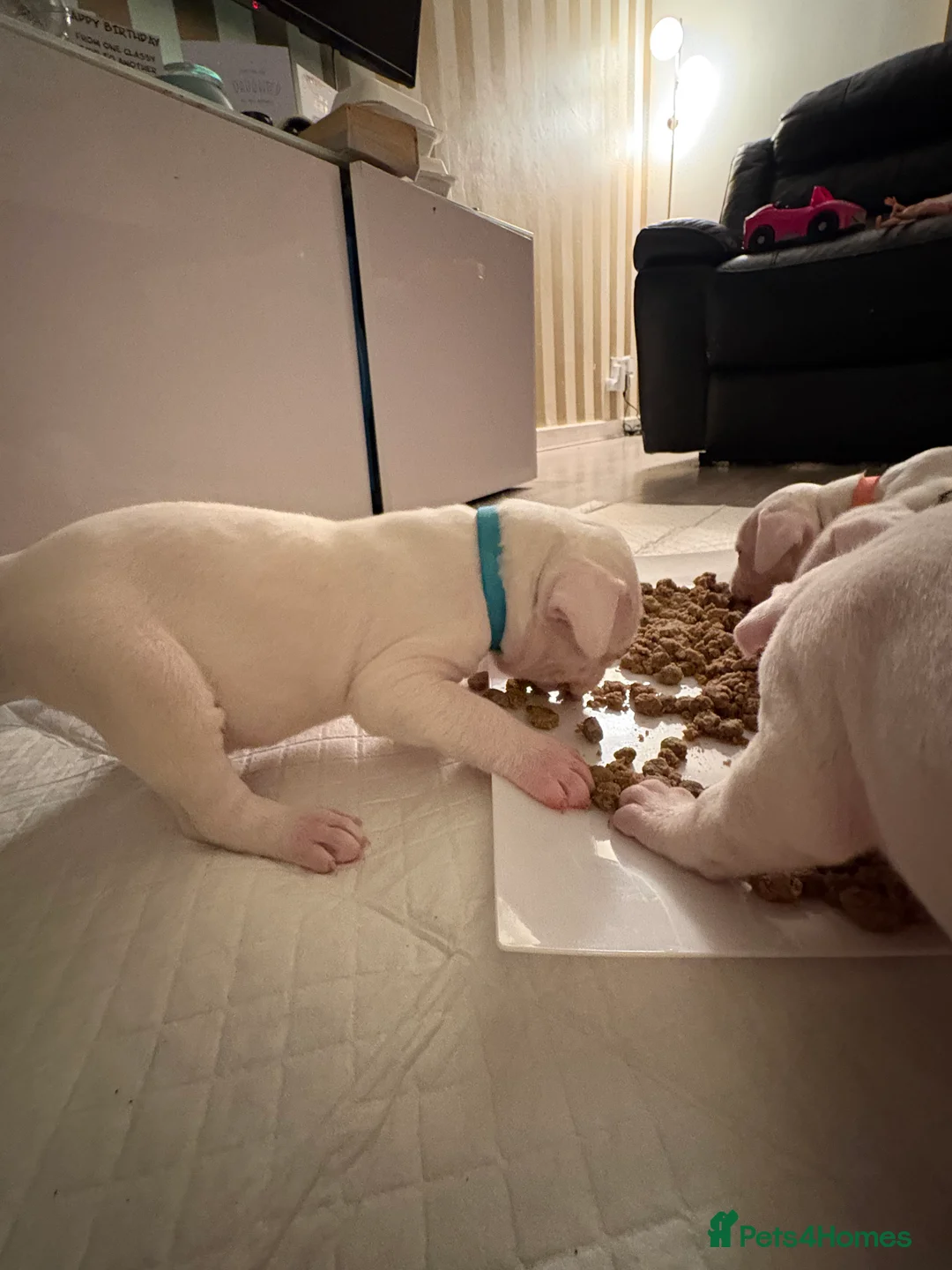 American Bulldog dogs for sale: American bulldog puppies  - Advert 31