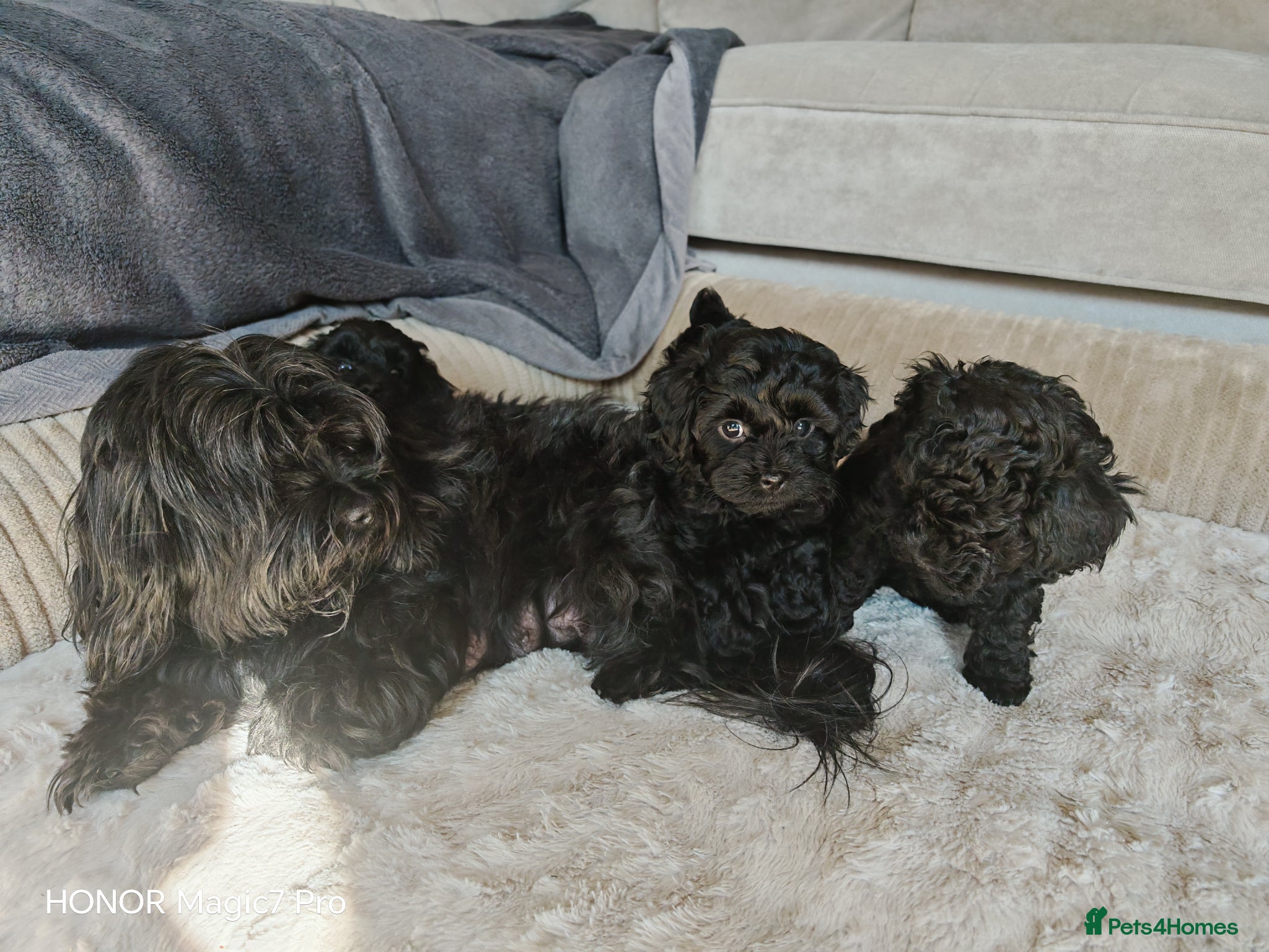 Shihpoo dogs Baby Schoodles  - Advert 2