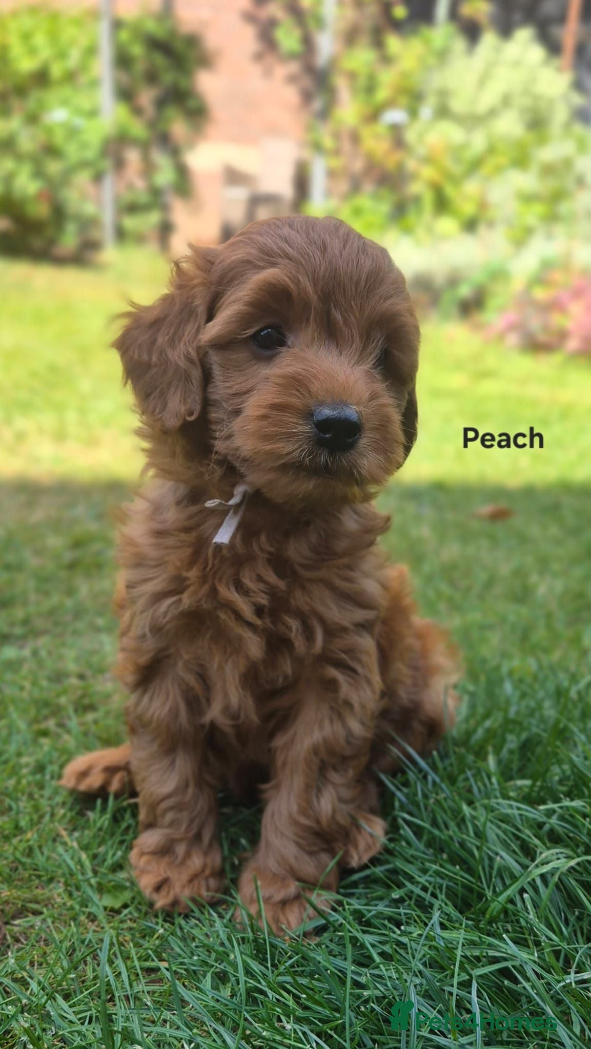 Goldendoodle dogs Red F1bb miniature Goldendoodles dna clear - Advert 1
