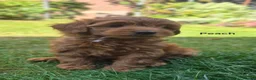 Goldendoodle dogs for sale: READY..Red F1bb miniature Goldendoodles dna clear - Advert 1