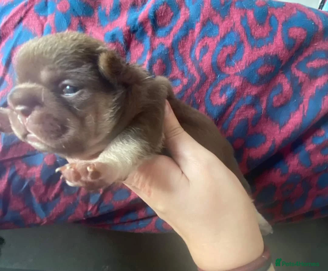 French Bulldog dogs for stud: Tiny 8kg Isabella and tan quad  - Advert 23