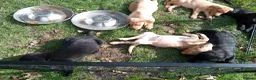 Labrador Retriever dogs for sale: Ready to go now Labrador pups for sale.  - Advert 10
