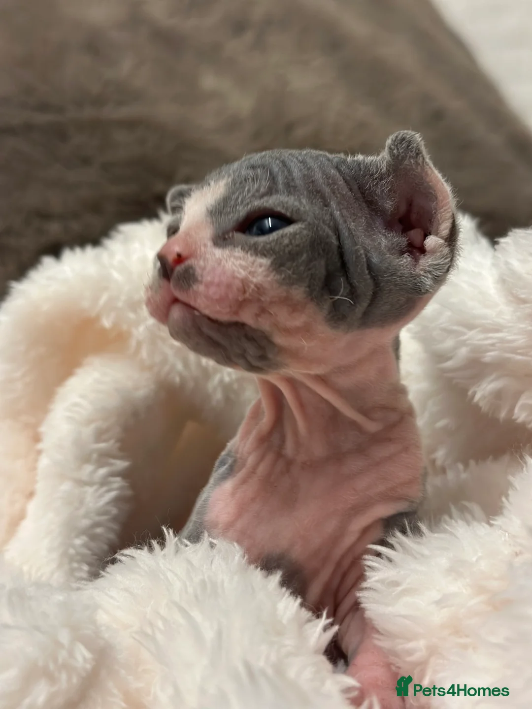 Sphynx cats for sale: Beautiful sphynx kittens from a mum and dad home - Advert 24
