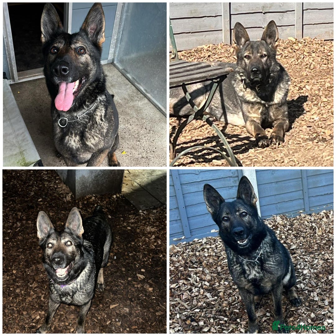 German Shepherd dogs for sale: German Shepard  - Advert 1