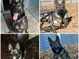 German Shepherd dogs German Shepard - Advert 14