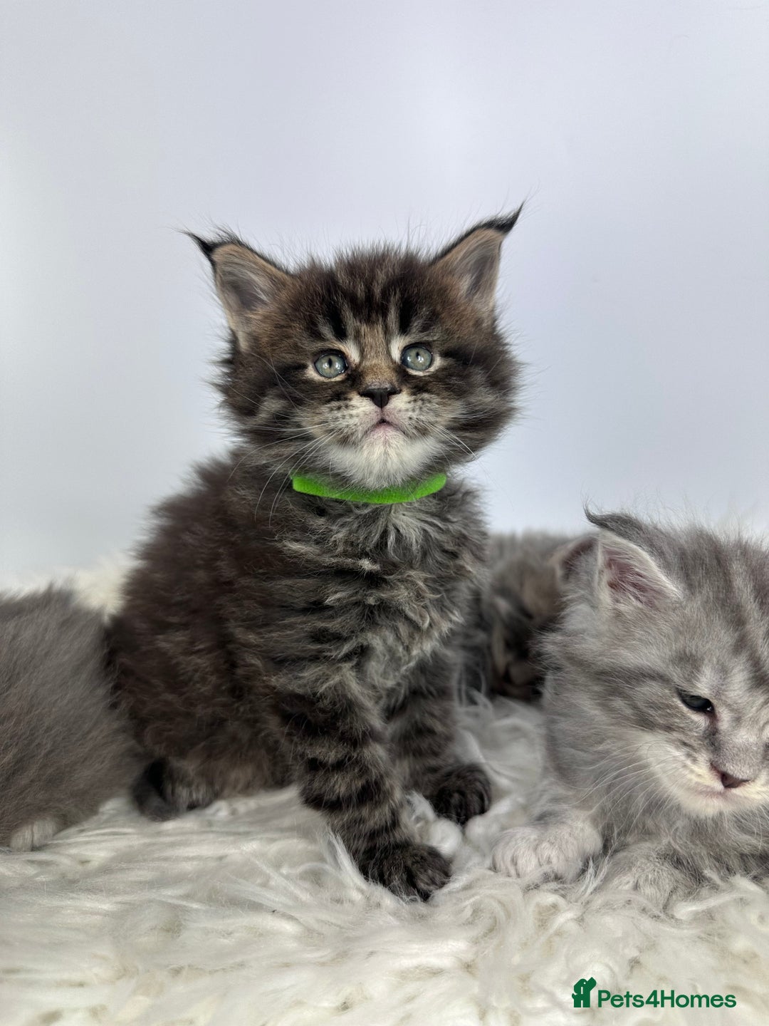 Maine Coon cats for sale: 6 Gorgeous Pure Breed Maine Coon Kittens - Advert 22