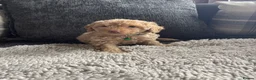 Cockapoo dogs for sale: f1b miniature dna health tested cockerpoos  - Advert 25